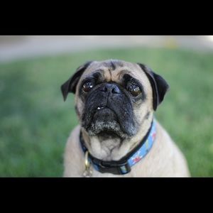 Meet your Posher, James